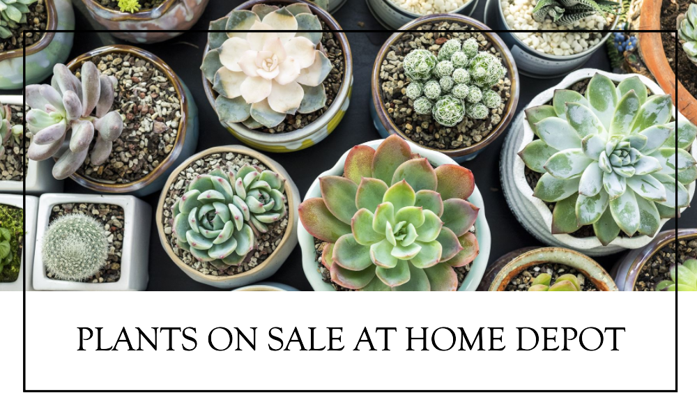 plants on sale at home depot